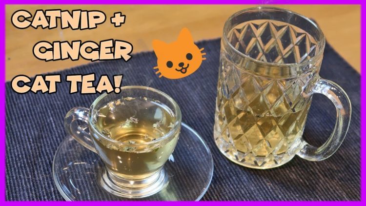 how to make catnip tea