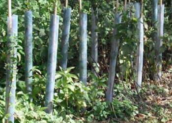 biodegradable spiral tree guards