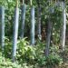 biodegradable spiral tree guards