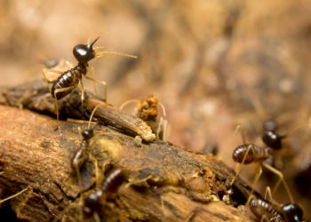 using heat to kill termites