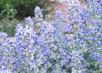 when to cut back sage plants