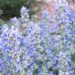 when to cut back sage plants