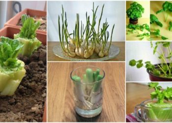 how to can your own vegetables