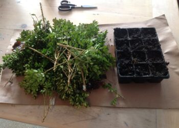 how to propagate boxwood shrubs