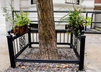 Are tree guards necessary?