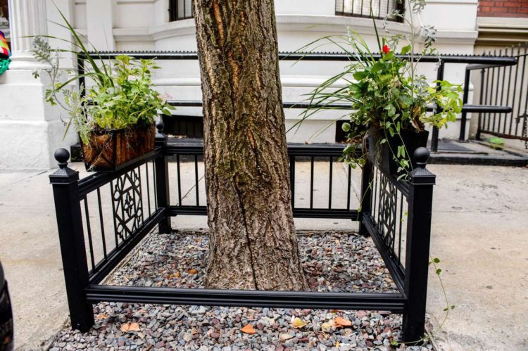 Are tree guards necessary?