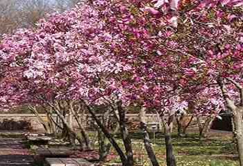 pruning a jane magnolia
