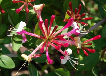 pruning japanese honeysuckle