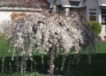 weeping cherry blossom dwarf
