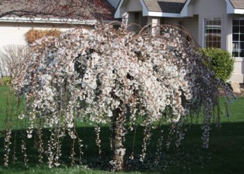 weeping cherry blossom dwarf
