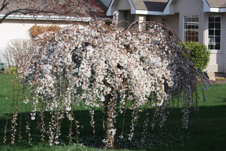weeping cherry blossom dwarf