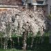 weeping cherry blossom dwarf