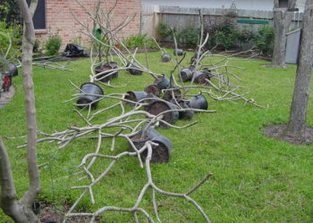 When should you prune plumeria?