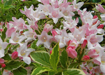 weigela tree pruning