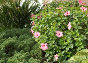 how to trim a hibiscus bush