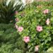 how to trim a hibiscus bush