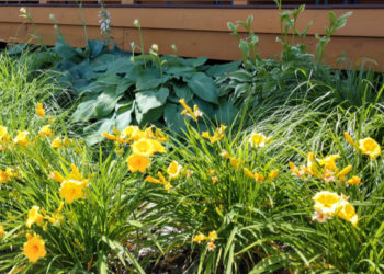 how do i take care of daylilies