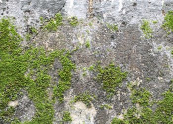 how do i get rid of moss on concrete