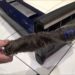 remove hair from vacuum roller