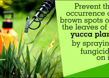 what causes brown spots on yucca plants