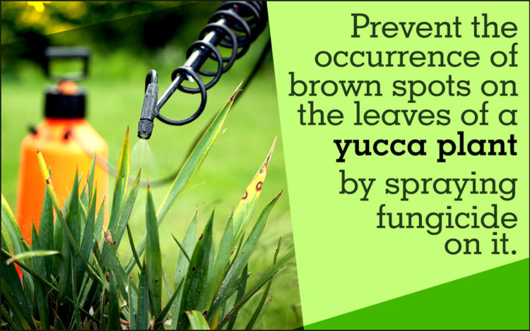 How Do You Revive A Dying Yucca Plant