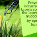 what causes brown spots on yucca plants