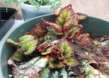 begonia propagation from stem
