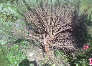 pruning old rosemary bushes