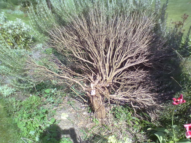 pruning old rosemary bushes