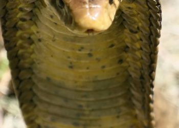 how to make snake repellent at home