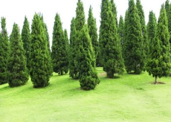 how long does it take to grow a pine tree