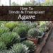 how to transplant an agave