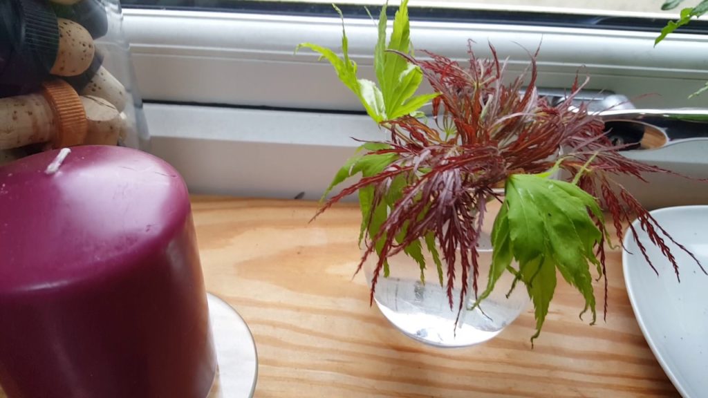 How Do You Start A Maple Tree From A Cutting 