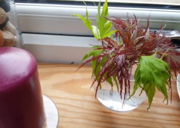 how to propagate maple trees