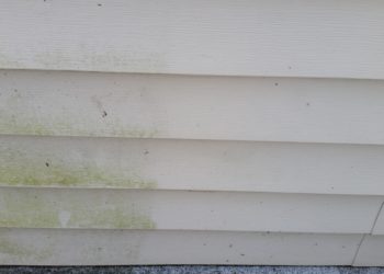 how to keep green mold off vinyl siding
