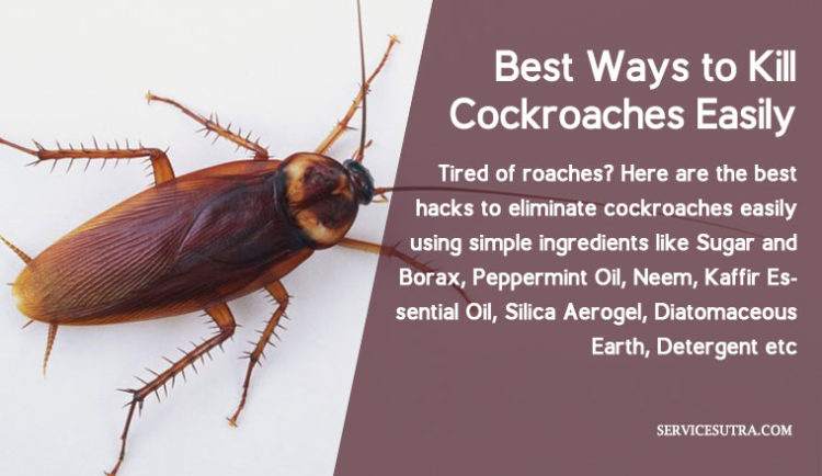 what to pour down drain to kill roaches