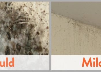 mildew on walls