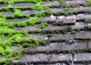 how to prevent moss