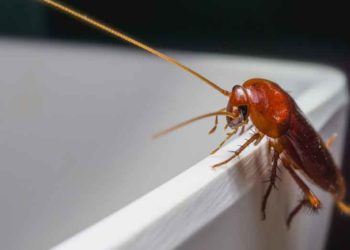how to stop roaches from coming up drain