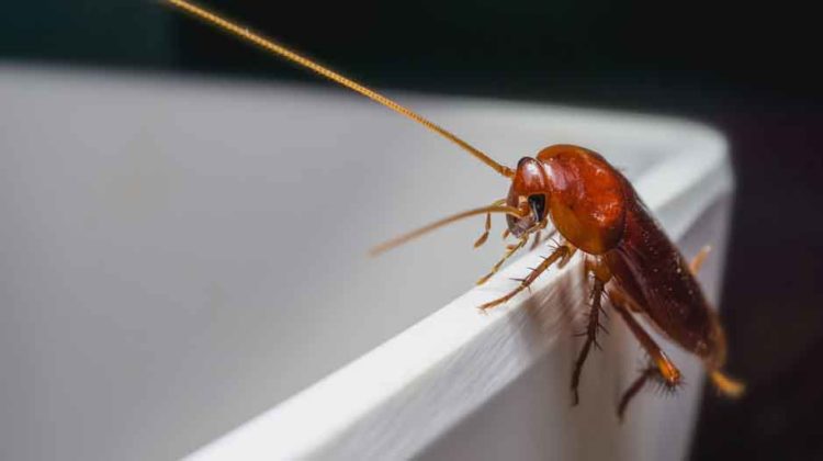 how to stop roaches from coming up drain