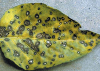 cercospora leaf spot of jasmine causal organism