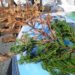 cypress tree diseases