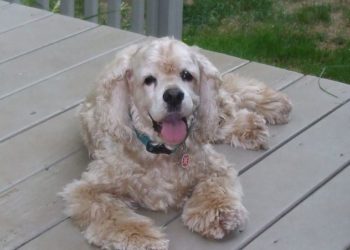 can i use visine on my dog