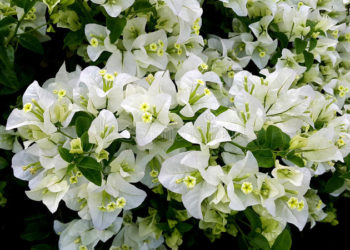 white spots on bougainvillea flowers