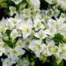white spots on bougainvillea flowers