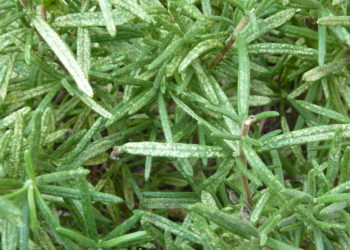 black spots on rosemary