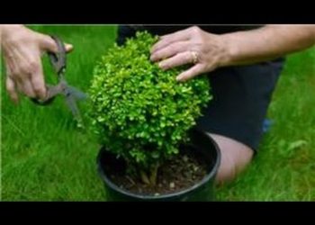 how to cut topiary
