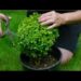 how to cut topiary