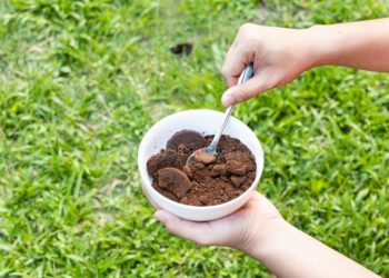 coffee powder for rose plants