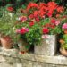 how often should you water geraniums